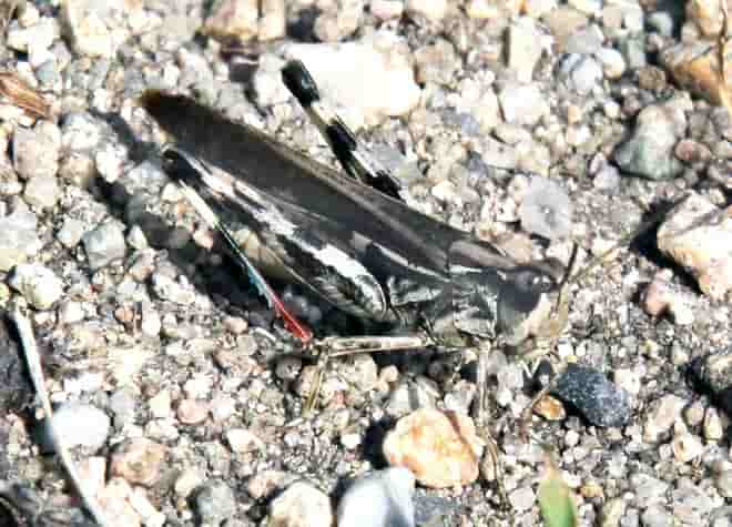 昆虫図鑑・マダラバッタ